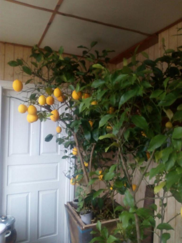 Дерево с лимонами