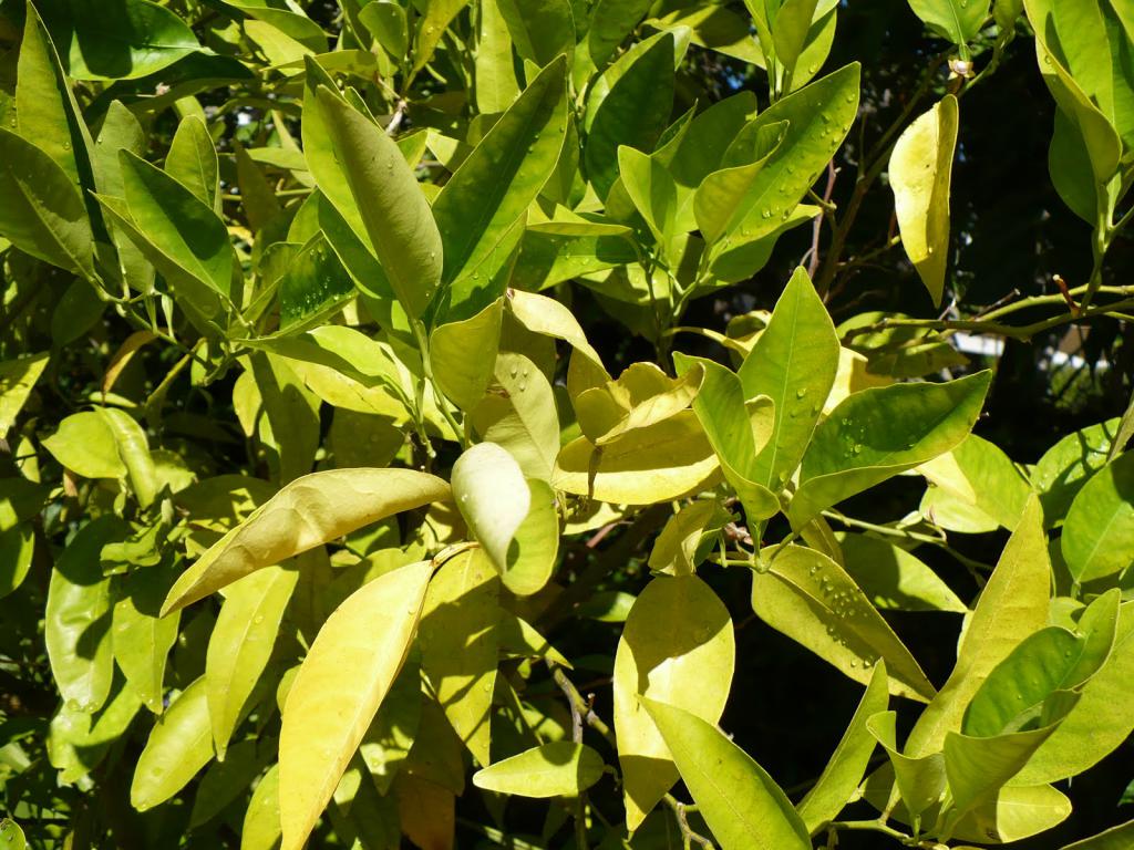 Листья лимона скручиваются из-за нехватки кальция