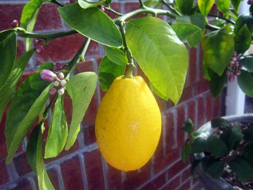 Созревший плод лимона