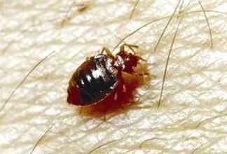 how to deal with bedbugs