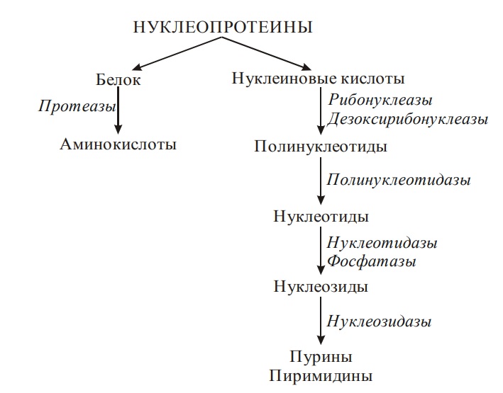 Общая схема распада нуклеиновых кислот пищи