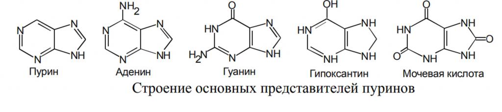 The structure of purine bases