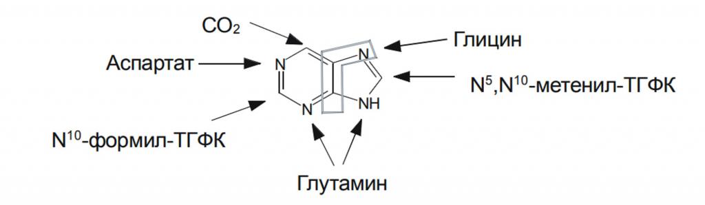 Synthesis of purine bases