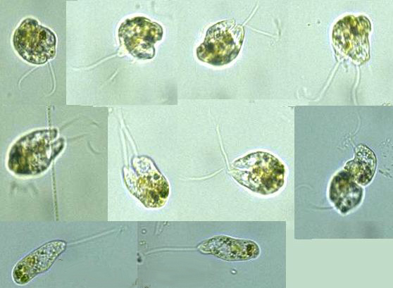 Reproduction Class Flagellum