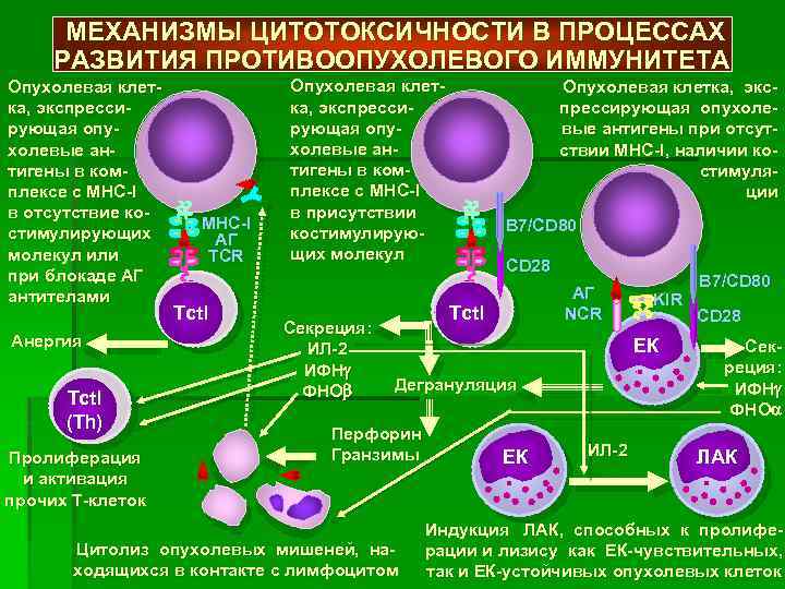 Т клетки в организме. Схема противоопухолевого иммунного ответа. Механизмы противоопухолевого иммунитета иммунология. Механизм противоопухолевого иммунитета схема. Механизм клеточного иммунного ответа иммунология.