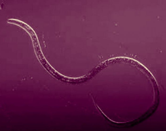 полость тела у круглых червей 