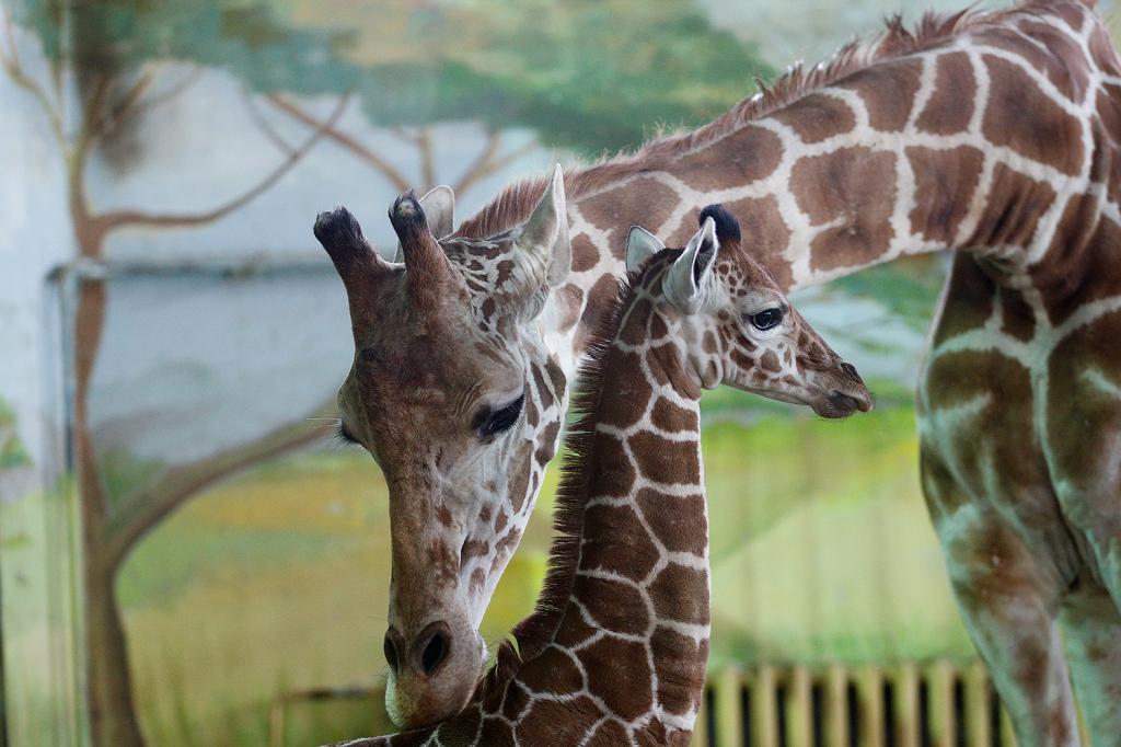 Giraffes in the zoo of Kaliningrad