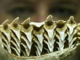 сколько рядов зубов у акулы