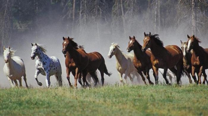 животные лошади