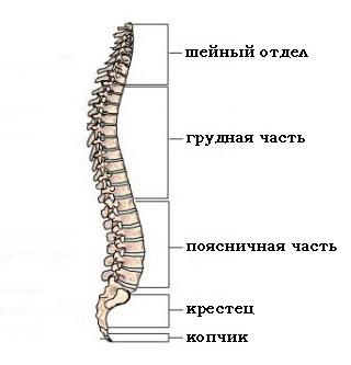 строение позвоночника человека