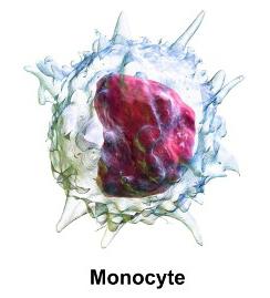 моноциты в крови