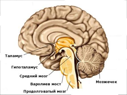 Отдел головного мозга в котором расположен центр дыхания на рисунке обозначен цифрой