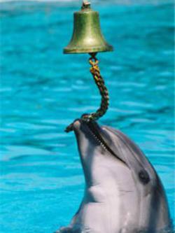 геленджик дельфинарий фото