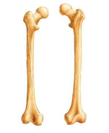 длинные трубчатые кости