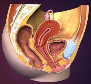 анатомия половых органов женщины
