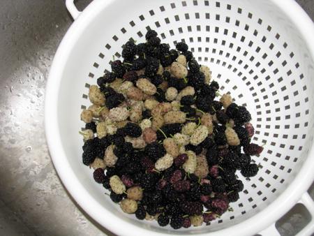 black mulberry, useful properties