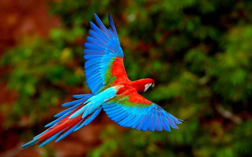 Красно-синий попугай