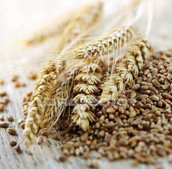 Самогон из пшеницы