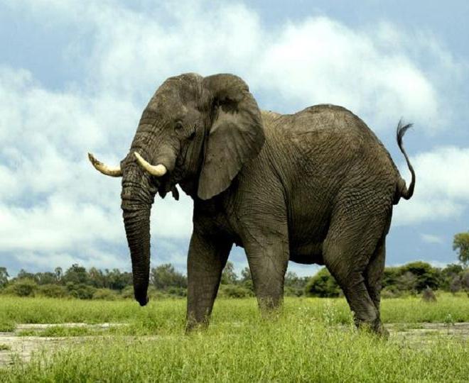 How much does an elephant weigh?