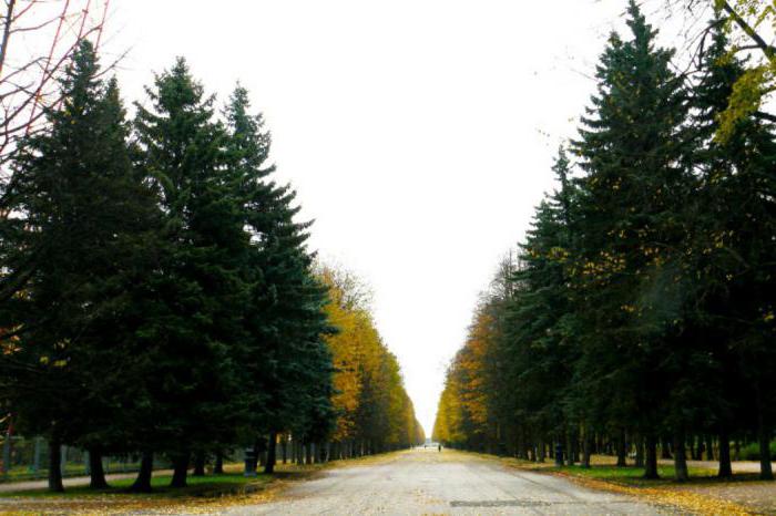 парки санкт петербурга где погулять зимой