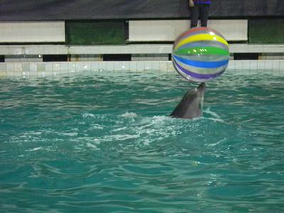 санкт петербург дельфинарий