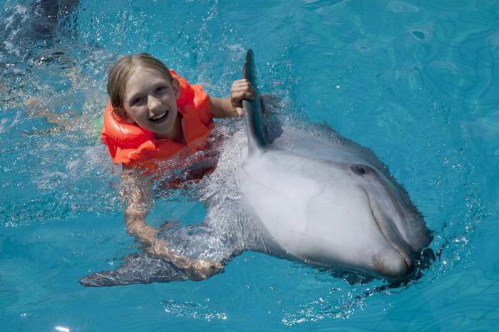 плавание с дельфинами в москве для детей