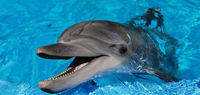 плавание с дельфинами в москве стоимость