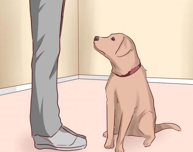 how to teach a team to lay a dog