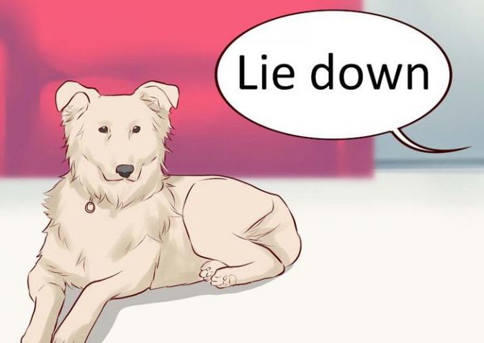 how to teach a dog a team to lie at home