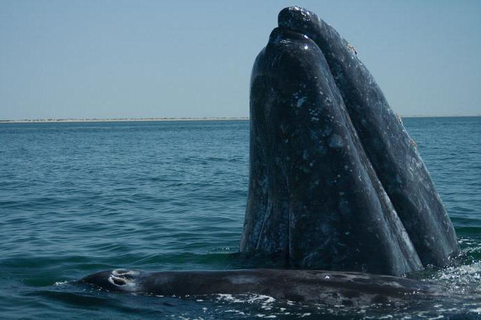 кит серый