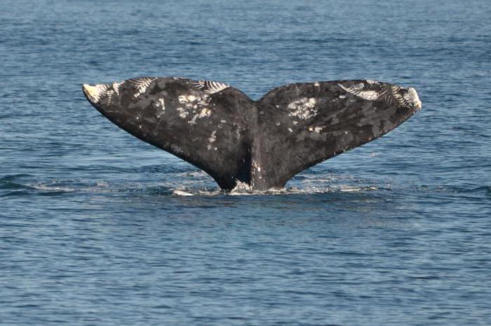 серые калифорнийские киты