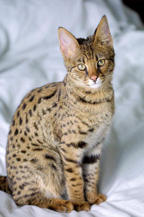 порода котов с большими ушами и носом
