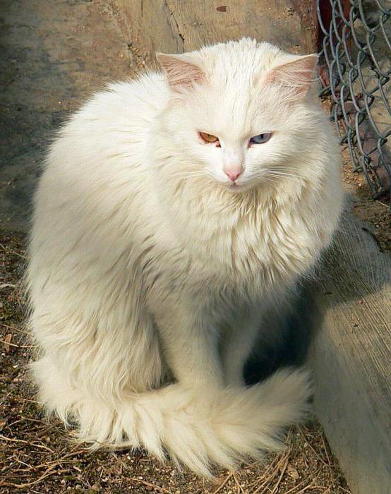 коты с вытянутой мордой и большими ушами турецкая ангора
