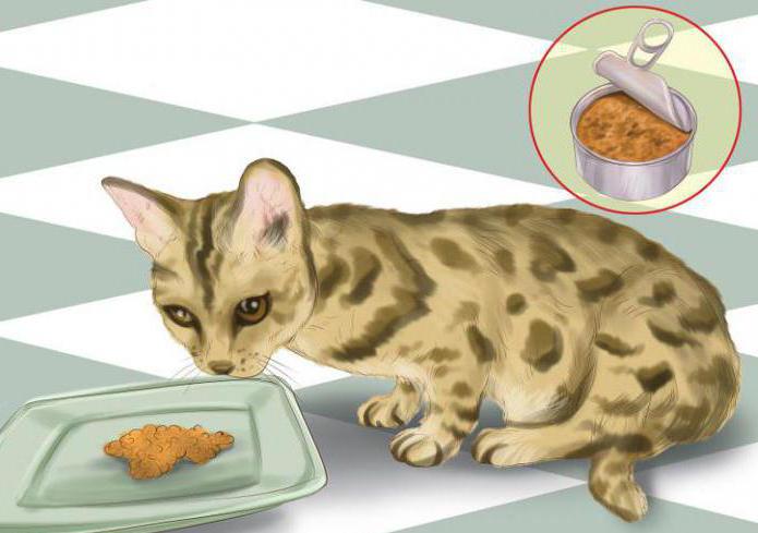 бенгальская кошка 1 месяц чем кормить