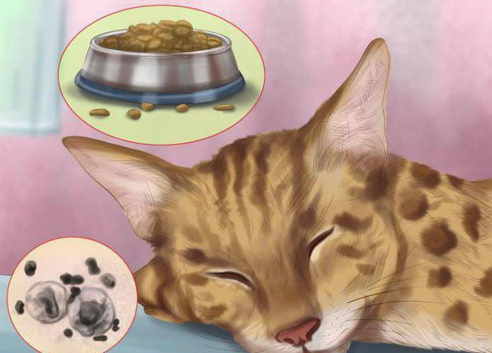 как правильно кормить бенгальского котенка
