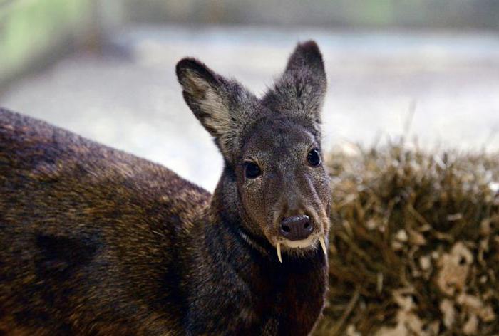 musk deer