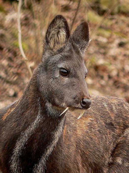 musk musk deer