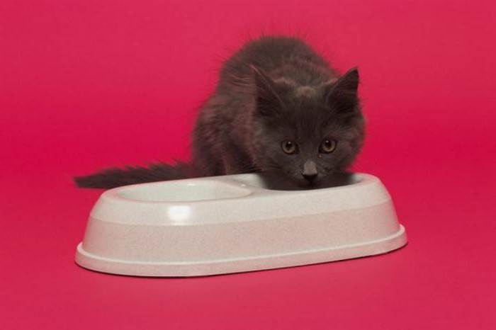 Понос у британского котенка 2 месяца что делать в домашних условиях thumbnail