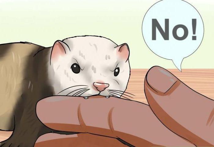 how to wean a ferret biting his legs