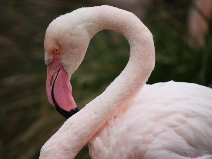 розовая птица с длинной шеей