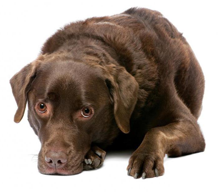 Воспаление петли у собаки лечение в домашних условиях thumbnail
