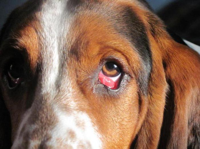 dog follicular conjunctivitis treatment