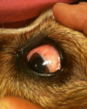 conjunctivitis in dogs symptoms and treatment