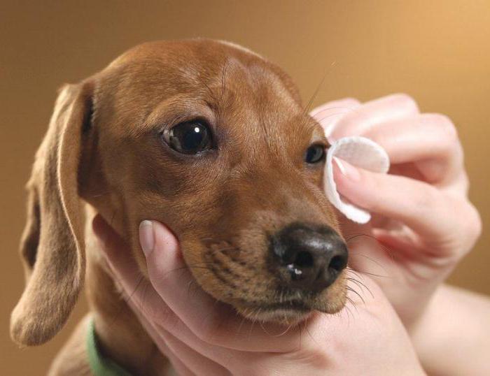 конъюнктивит у собак лечение в домашних условиях