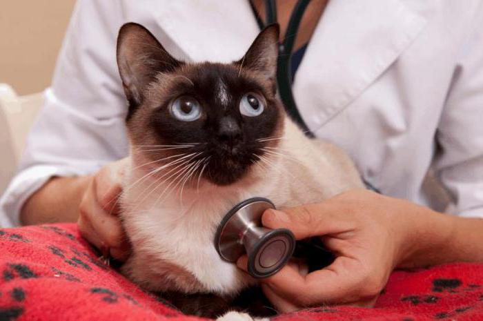 лечение гастрита у кошек в домашних условиях