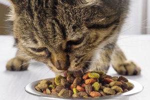 лекарства от гастрита у кошек