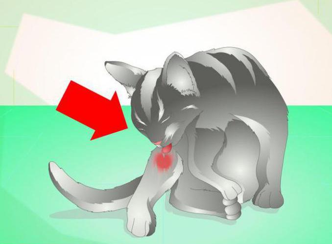 Абсцесс у кота на лапе лечение в домашних условиях thumbnail