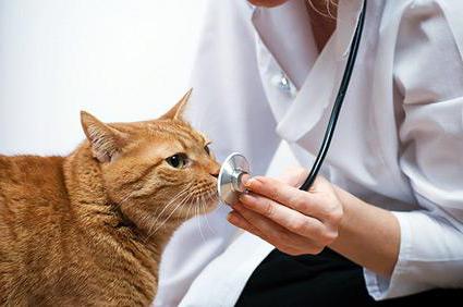 Лечение абсцесса у кошки в домашних условиях thumbnail