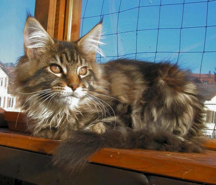 Maine coon character