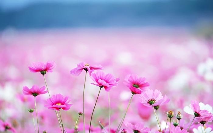 розовые мелкие цветы
